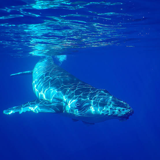 Swim With Giants - Tonga XX October to XX October 2027 - 1 Swimmer Package