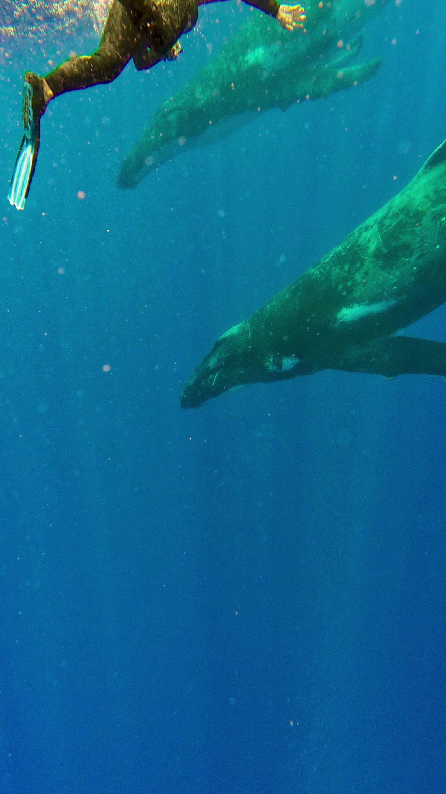 whales x 2 - dan infront 