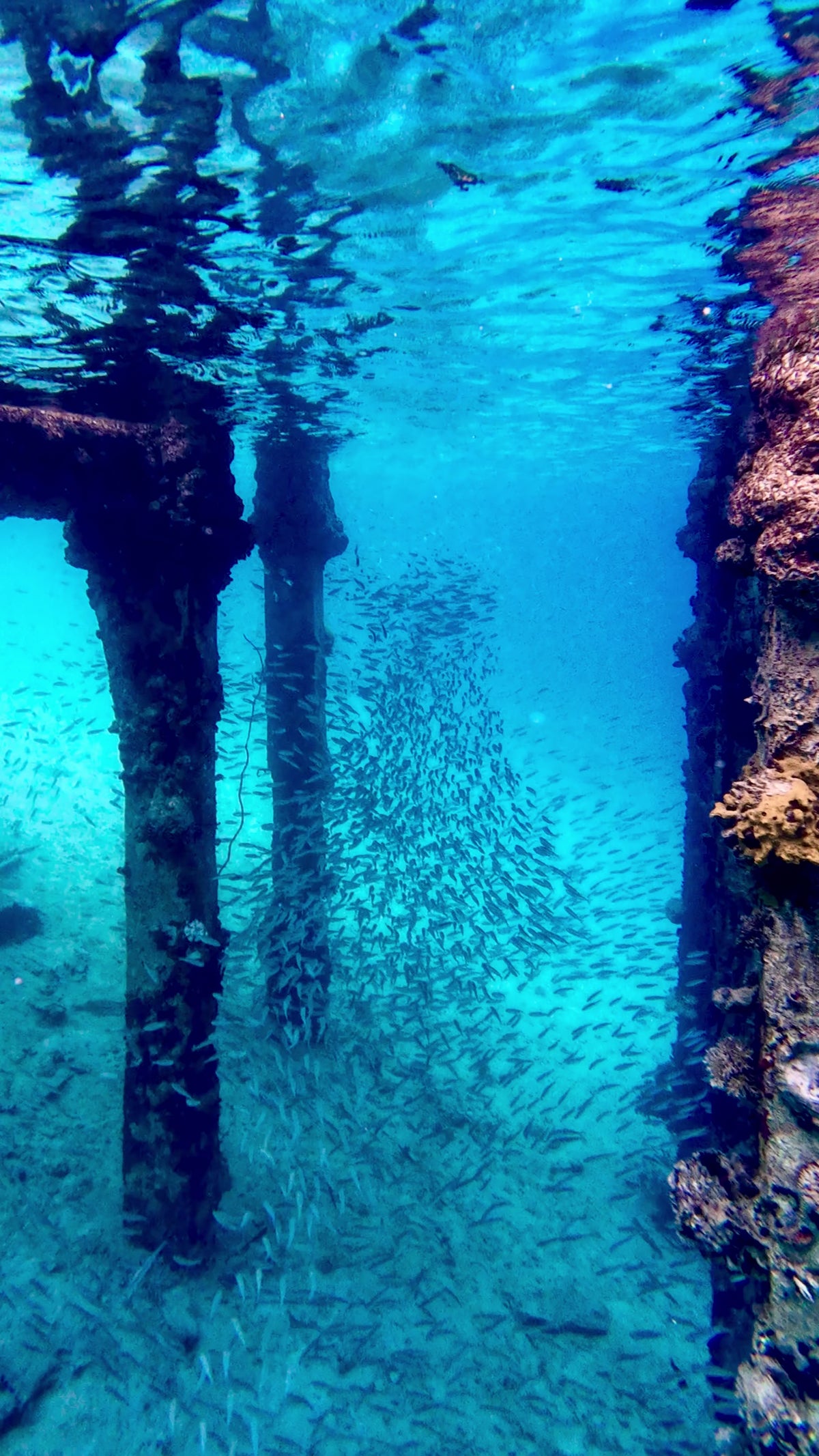 fish under wharf