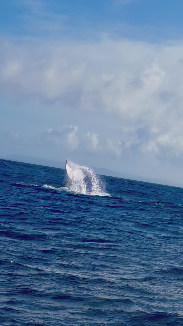 whale slaps 