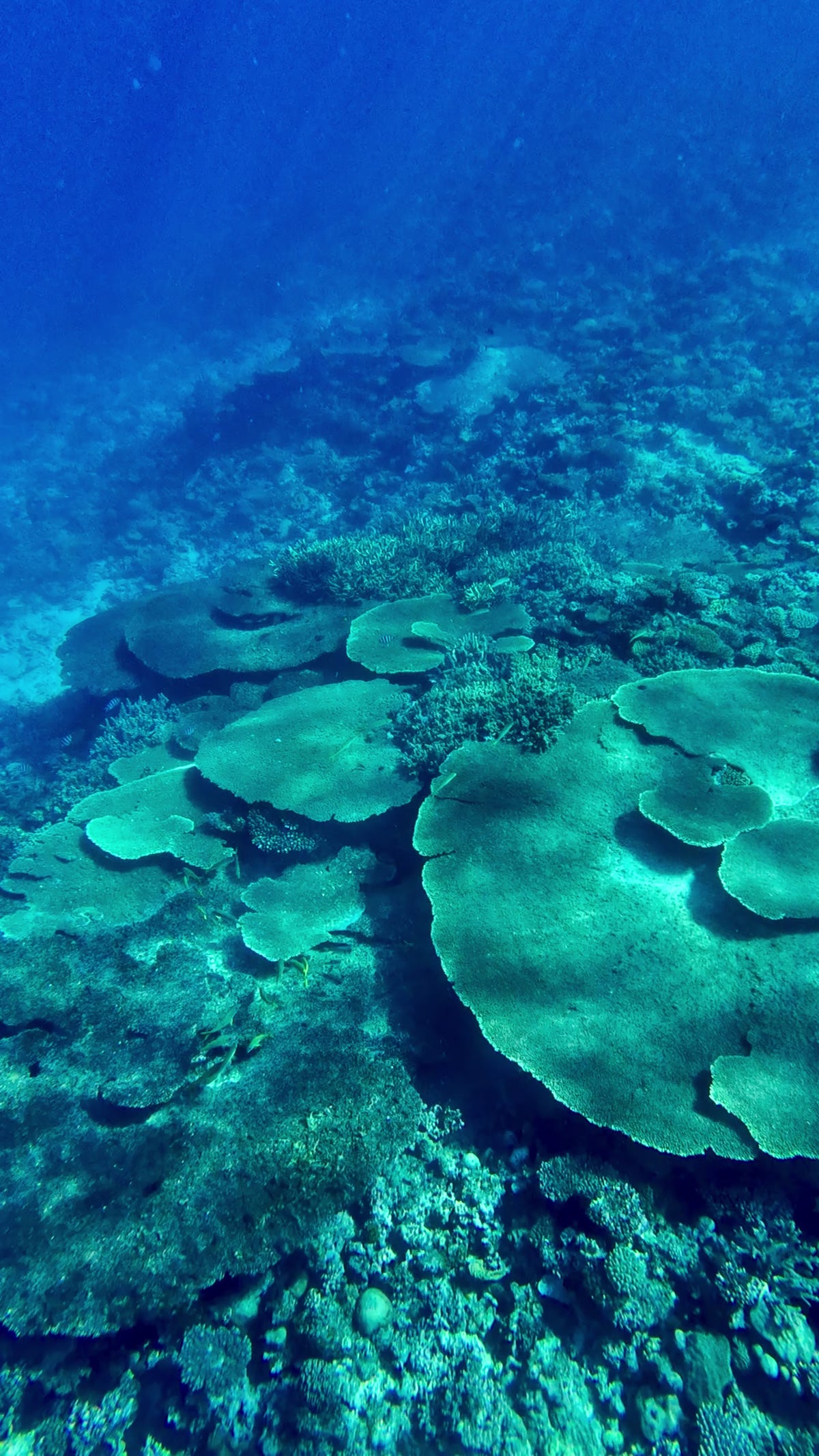 coral garden 